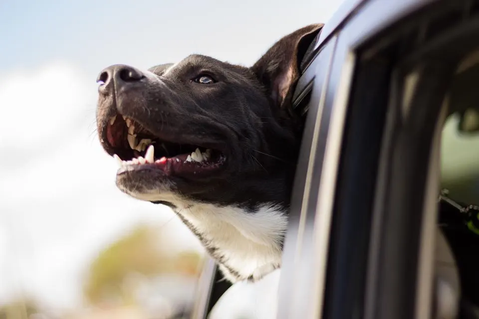 Cão feliz com a cabeça fora da janela de um carro