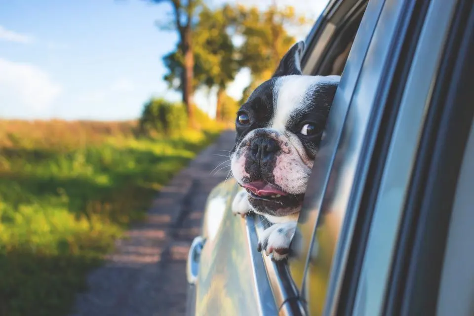 Cão a espreitar pela janela de um carro numa estrada de campo